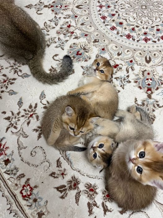 Котята шиншиллы