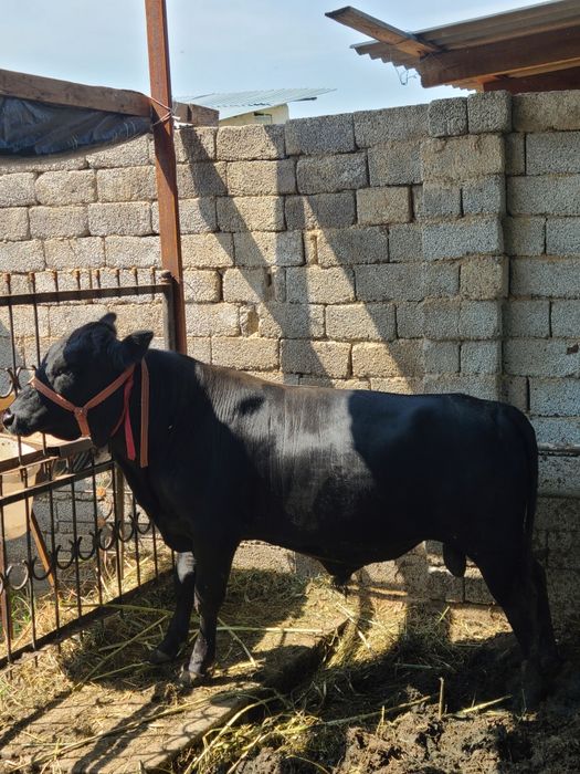 Mol sotiladi zotdor boqishga