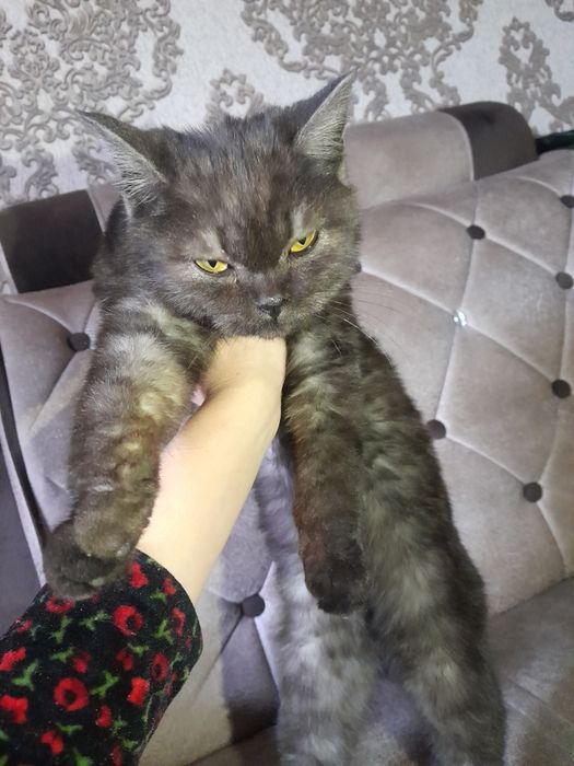 Мушук-киз бола 5 ойлик