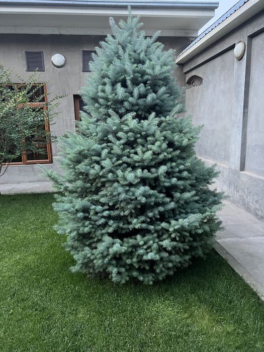 Арча сотилади