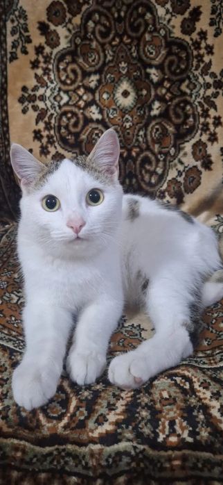 Отдам кастрированного котика