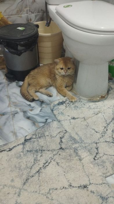 Кошка отдам даром
