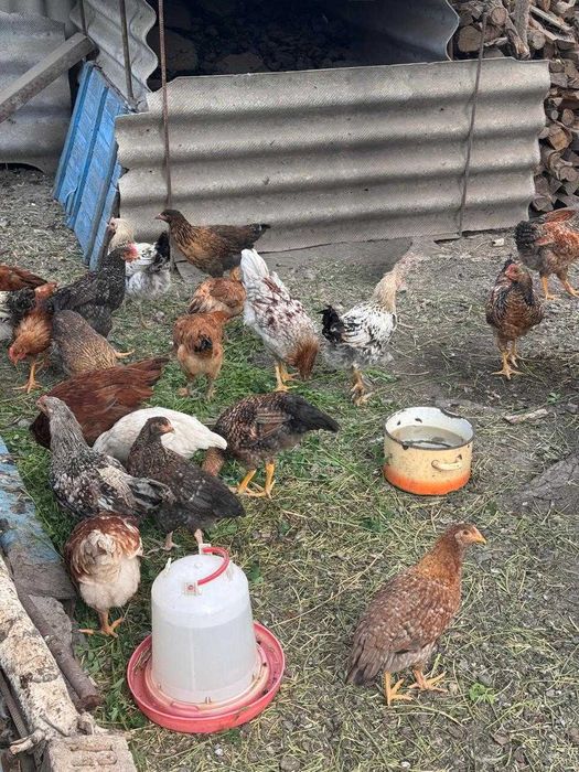 Цыплята домашние