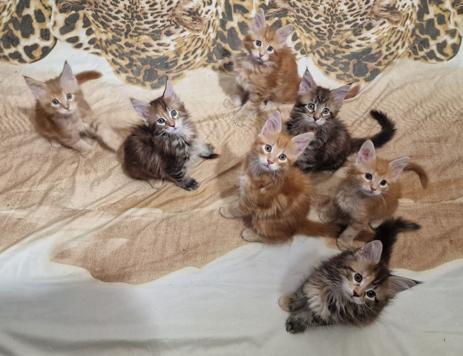Котята Мейн-кун, бронь