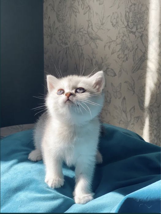 Предлагайте на продажу серебристые котята