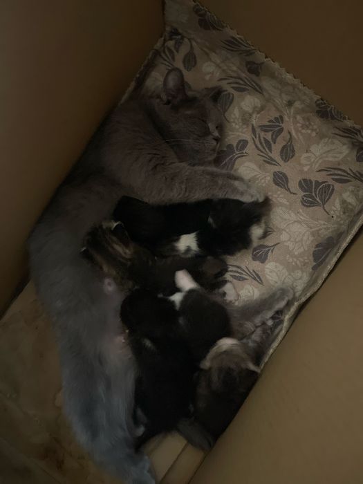 Отдам Хороший руки котята