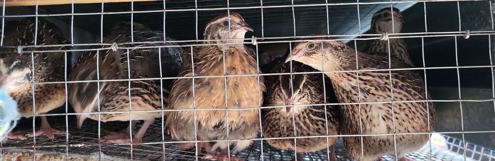 Молодые перепела- несушки