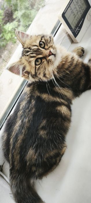 Кошечка ищет дом