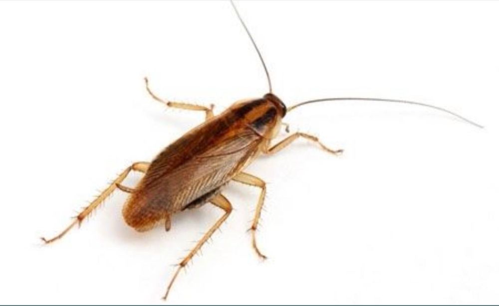 Дезенфекция дизенсекция дератиция клоп таракан dizinfeksiy 20% скидка