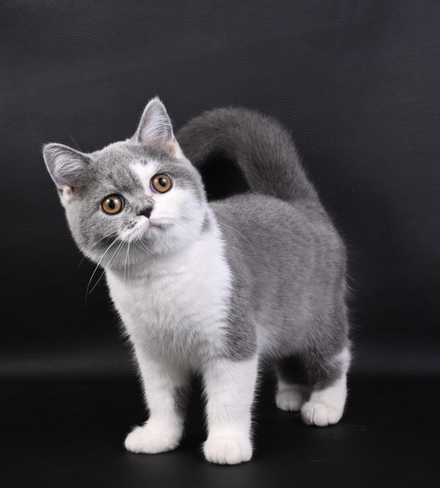 Pisoi British Shorthair bicolor albastru cu pedigree