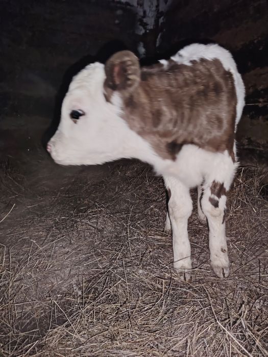 Продам телёнка бычок