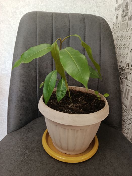 Продам комнатные цветы