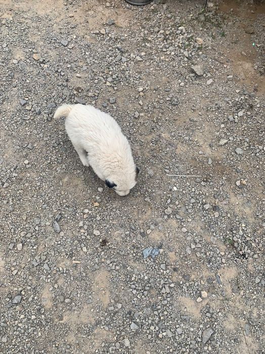 Подарявам кученце София