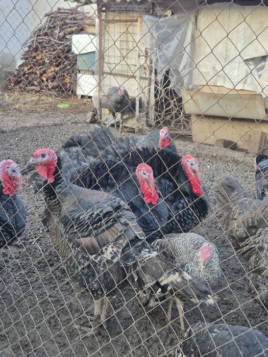 Куркалар Сотилади