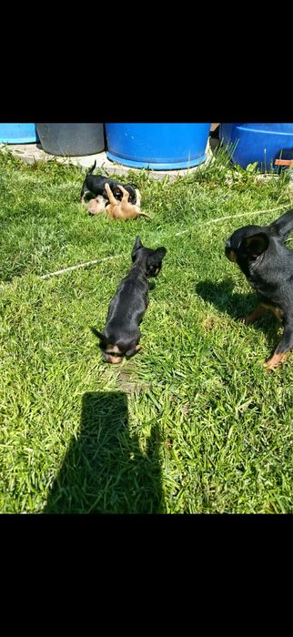 4 Мини-пинчерчета