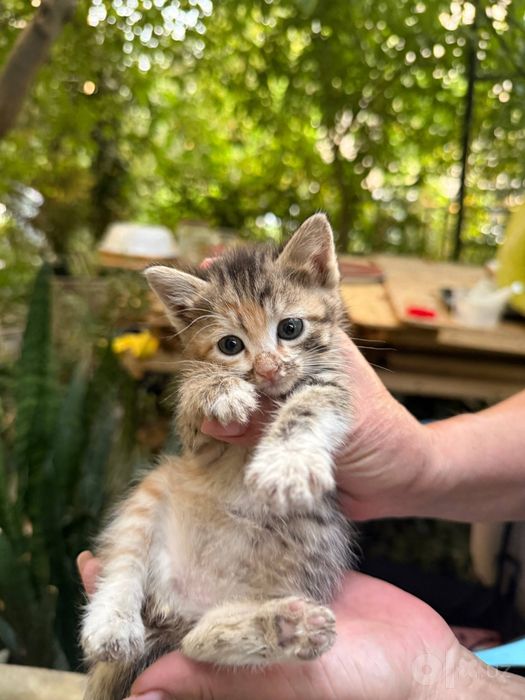 Милым котятам нужен новый дом