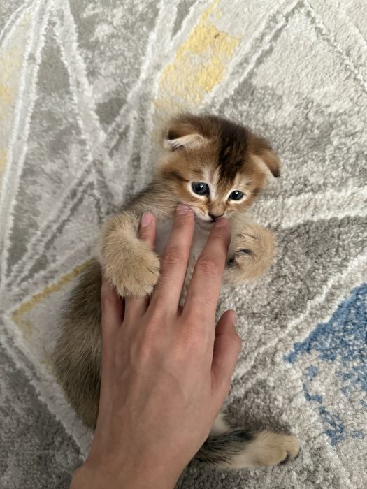 Кошка  Шиншилла милые