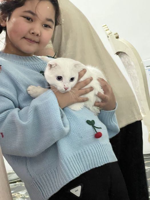 Вислоуха кот 18.000 тг