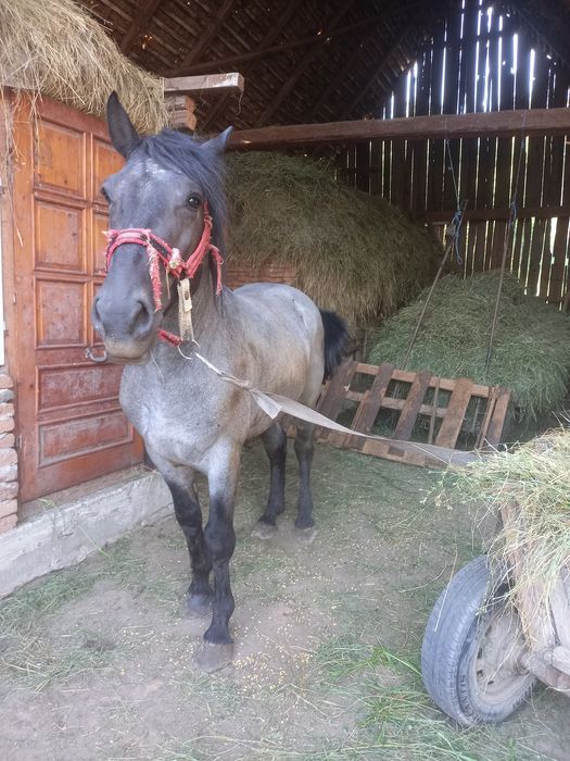 Armăsar de vânzare