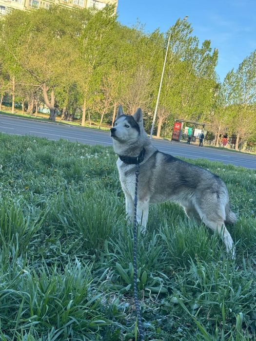 Хаски вязка кобель