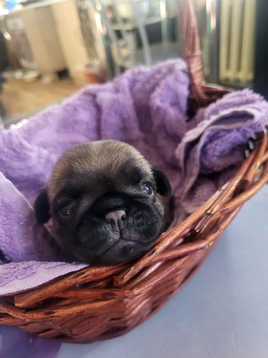 Продам щенков мопса