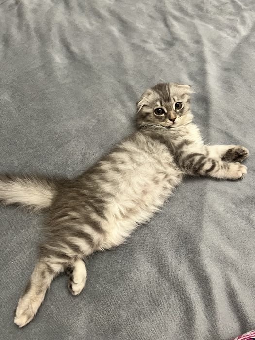Продам шотландского котёнка