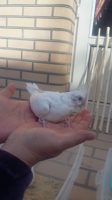 Домашние попугаи