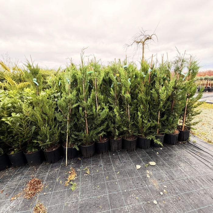 Leyland pentru gard viu si forme