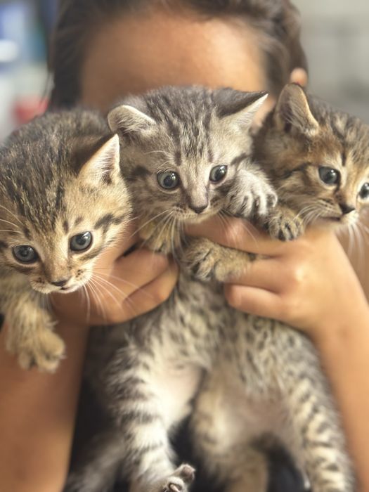 Отдам котят в хорошие руки