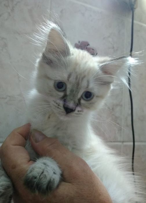 ПОРОДИСТЫЕ котята  !!!