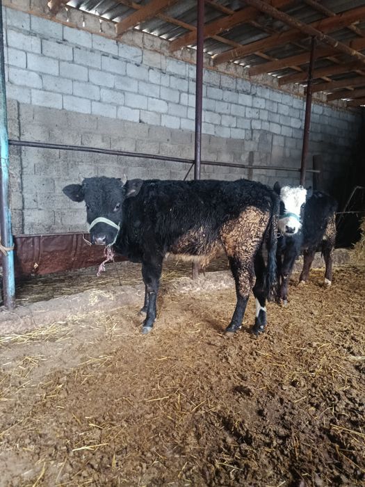 Еркек бузаулар бар