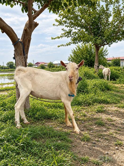 Zanin taka sotiladi. Зенин така