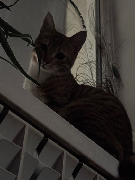 Отдам кошку в добрые руки.