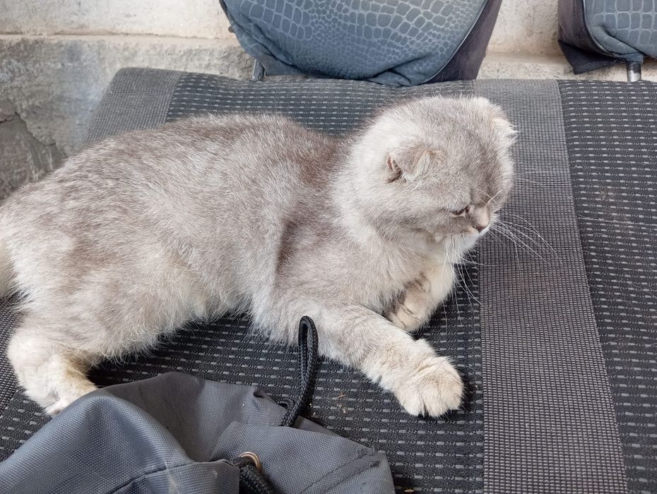 Шотландский мысық