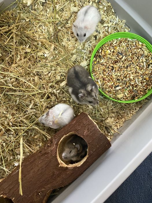 Hamsteri adorabili își caută casă!
