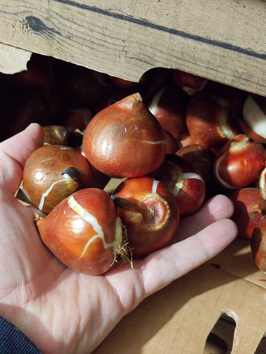 Bulbi de lalele si narcise. Lichidare stoc. Pret engros de extrasezon.