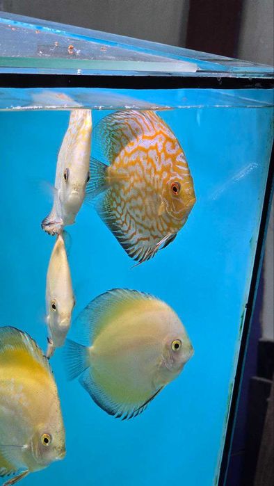 Аквариумные рыбки дискус