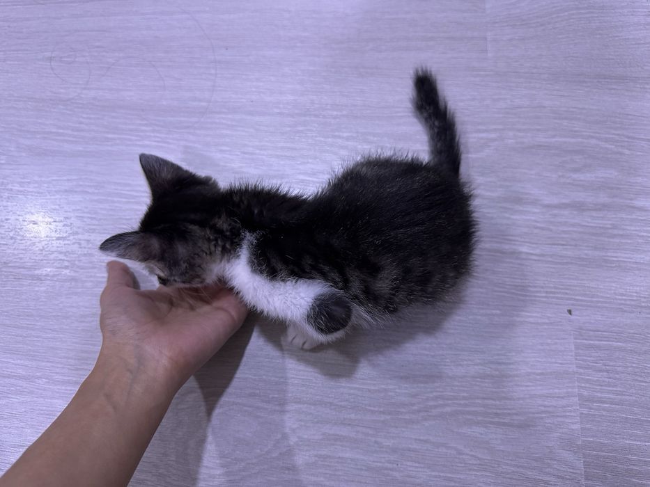 Отдам котёнка (девочка, два месяца) в добрые руки