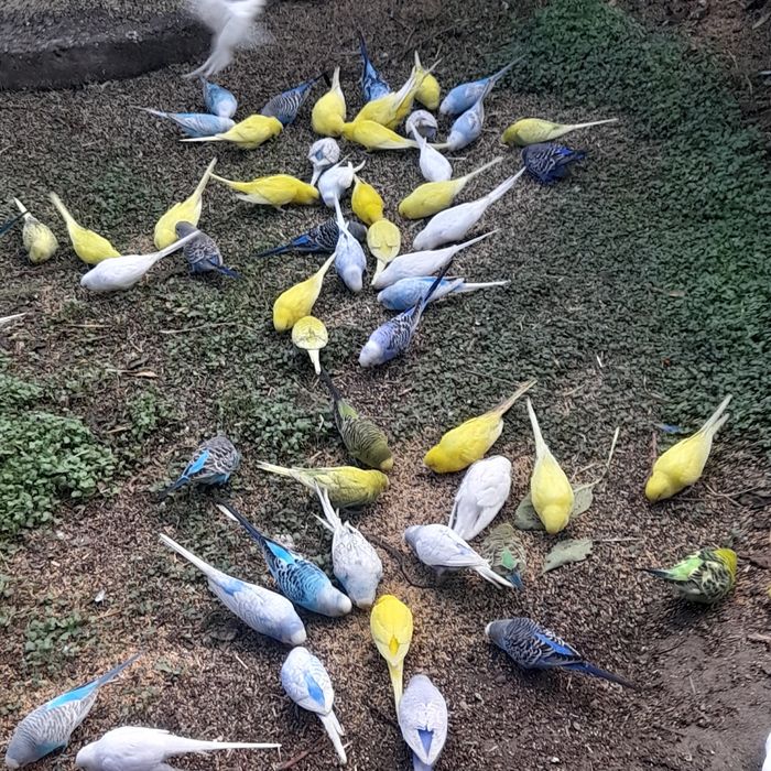 Papagali peruși de vanzare