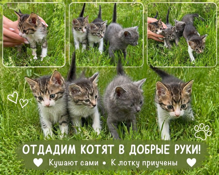 Отдадим котят в добрые руки