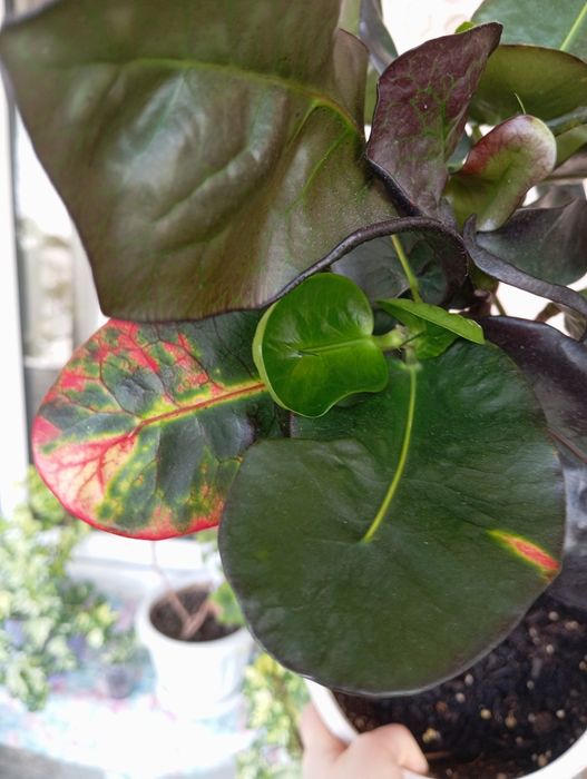 Укорененный черенок кротона