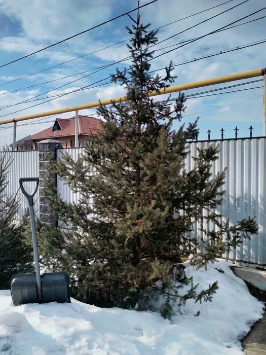 Продам зеленую ель