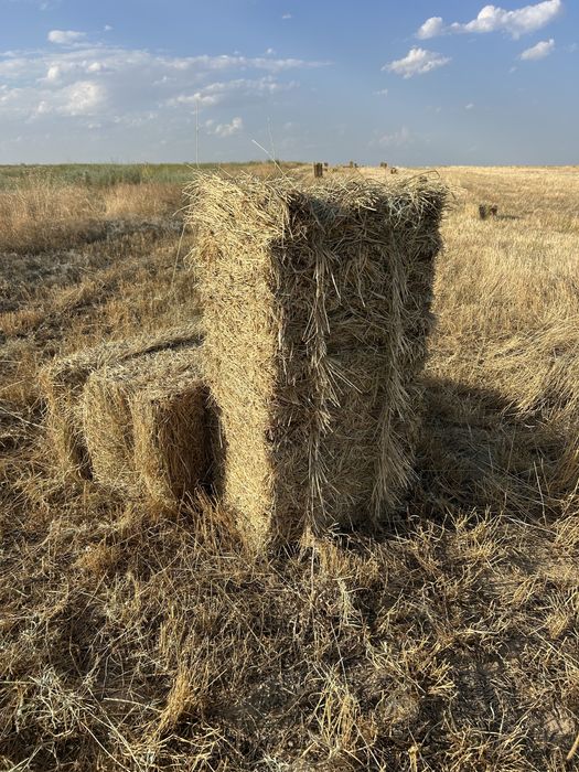Шоп сатылады кырдын шоби