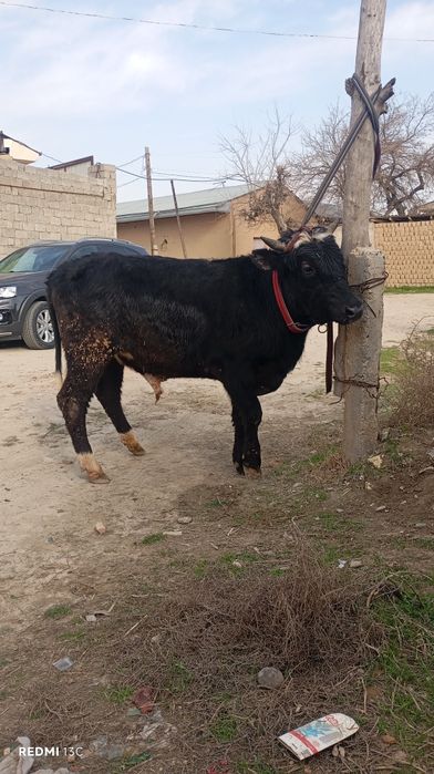 3 та Хукзлар сотилади