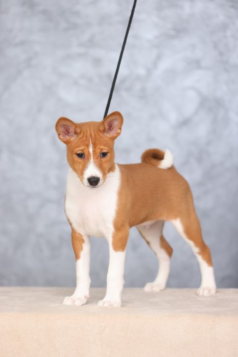BASENJI cu pedigree Top