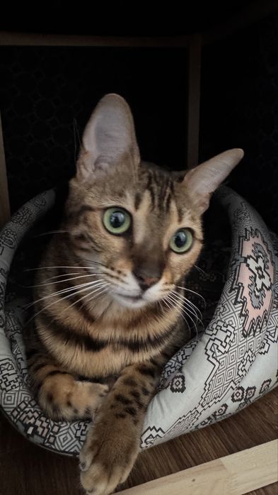 Продам кошку Бенгальскую