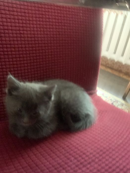 Отдам котят в добрые руки!