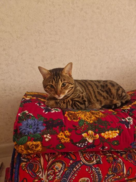 Отдам в добрые руки Бенгала