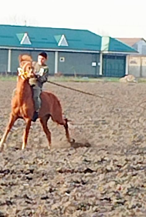 Toy sotiladi bir yarim yosh. Qirg‘iz.