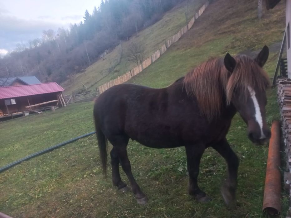 Vând cal, vârsta 10 ani